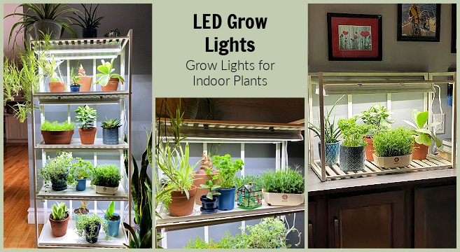 The Ultimate Guide to DIY LED Grow Lights for Mushrooms and Microgreens