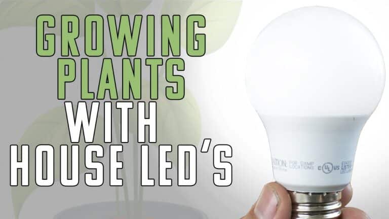 Unveiling the Truth: Can Household LED Bulbs Be Used as Grow Lights?