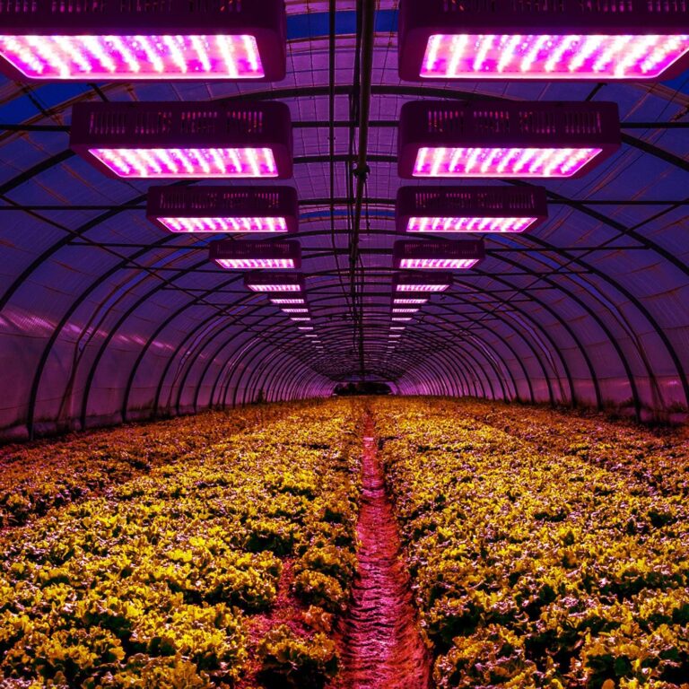Beelux 1000W LED Grow Light Review