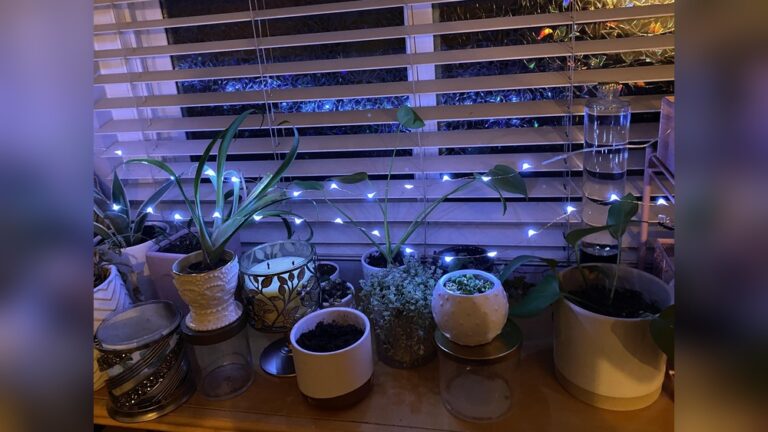 Can You Use Led Lights for Plants