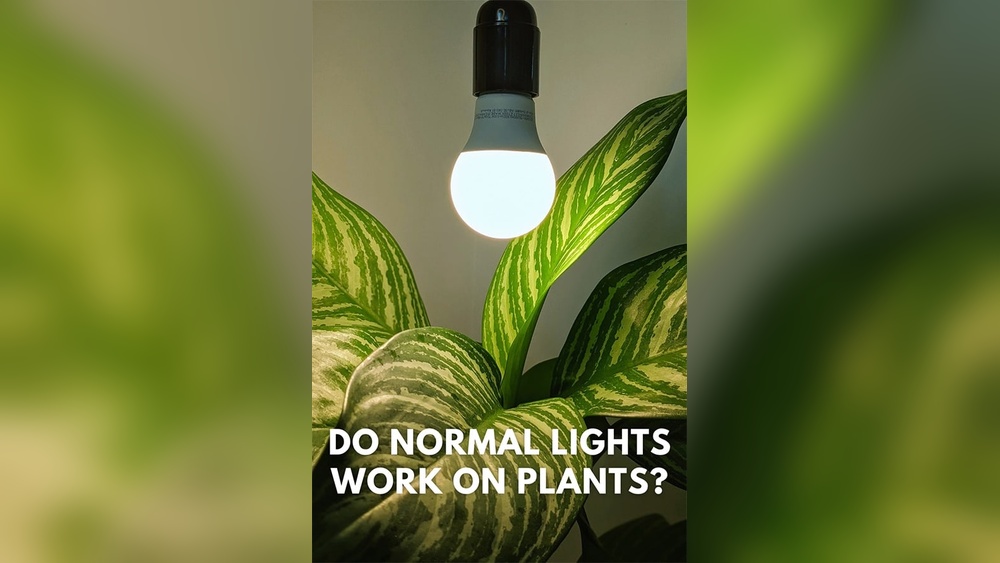 Do Led Light Bulbs Help Plants Grow