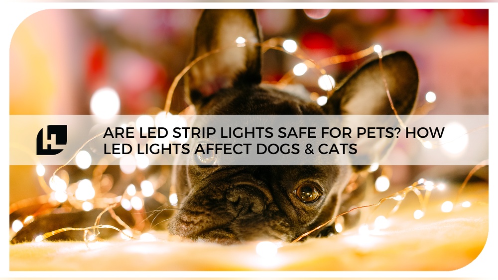 Do Led Lights Affect Dogs