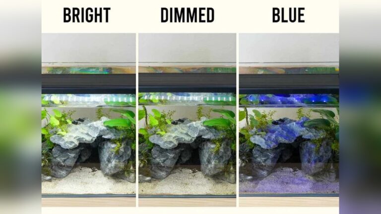 Do Led Lights Help Aquarium Plants Grow