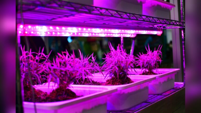 Is Led Lights Good for Plants