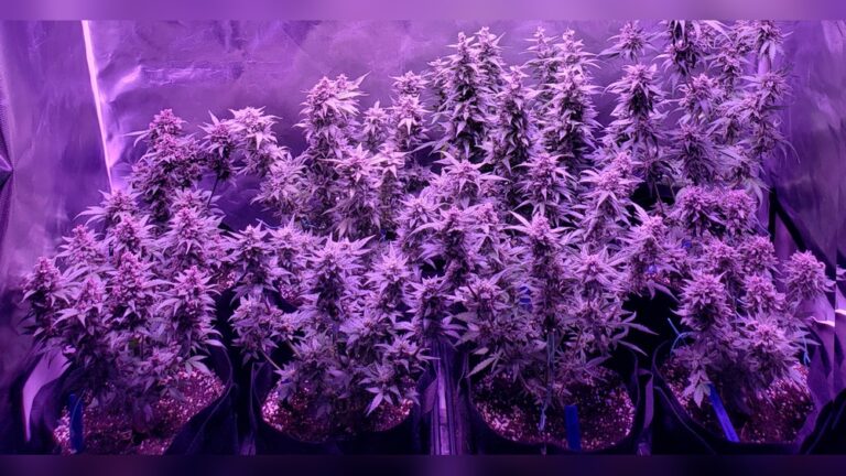 Led Grow Light Tips And Tricks