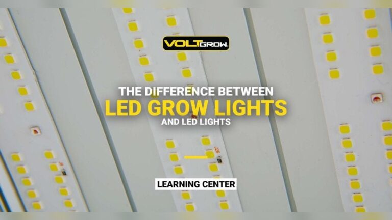 What is the Difference between Led Lights And Grow Lights