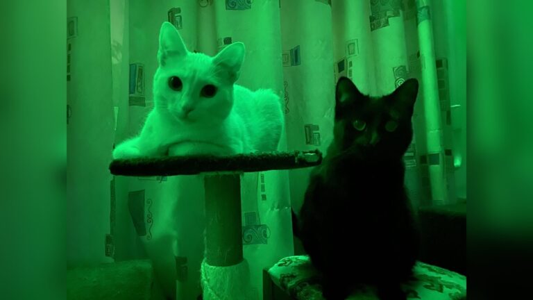 What Led Lights Do Cats Like