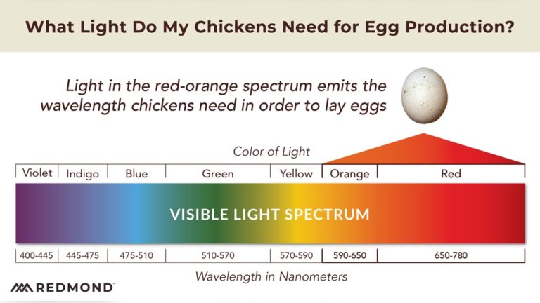 Will Led Lights Help Chickens Lay Eggs
